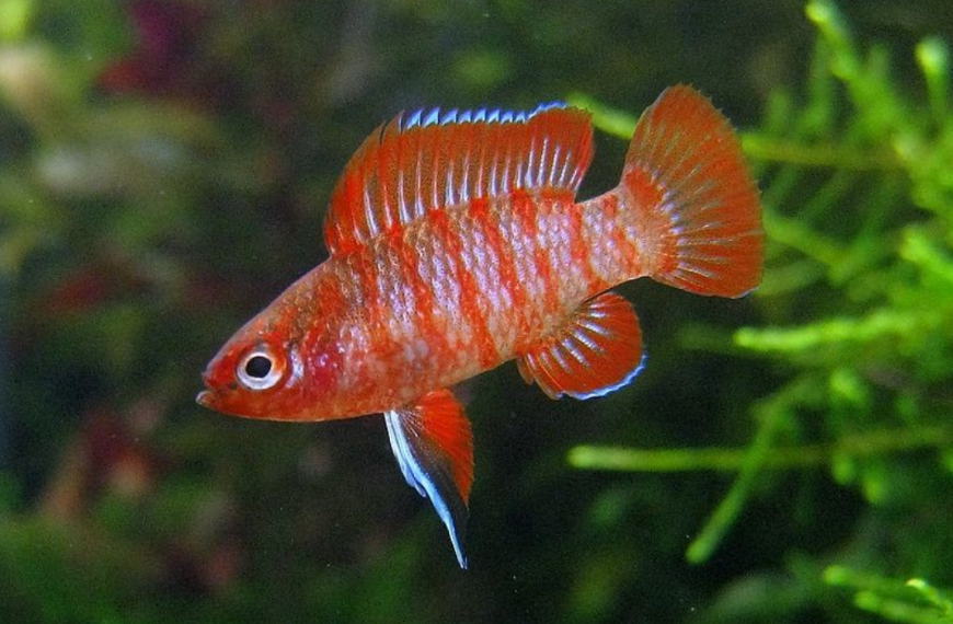 Scarlet Badis